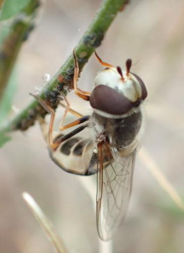 Scaeva sp.